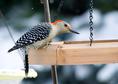 winter_woodpecker.html