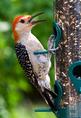 red_bellied_woodpecker.html