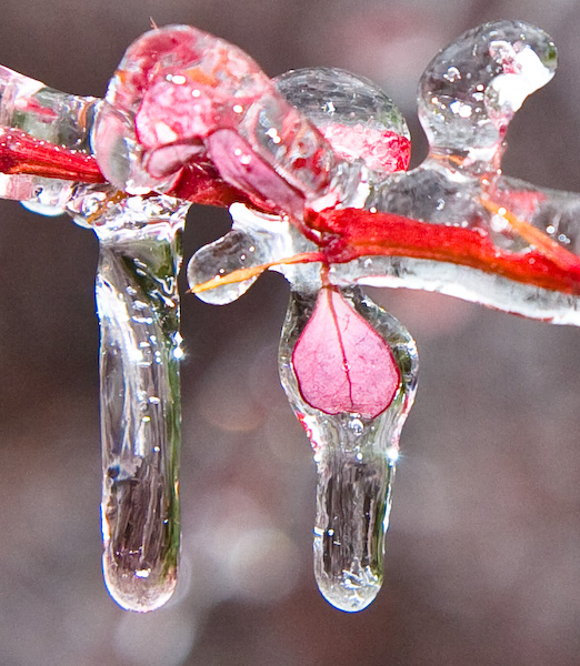 Red Leaf in Ice || Canon40d/EF17-55/F2.8EFS@55 | 1/250s | f4.5 |  ISO400 | handheld