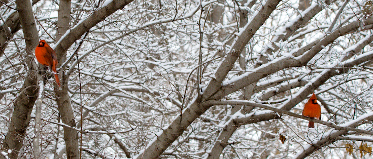 Red and White || Canon350d/EF100-400F4-5.6L@120 | 1/1250s   | f8 |  ISO400 | handheld