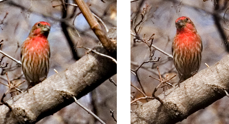 Red Finch || Canon350d/EF70-200/F4L@200 | 1/1000s | f7.1 | ISO400 | handheld