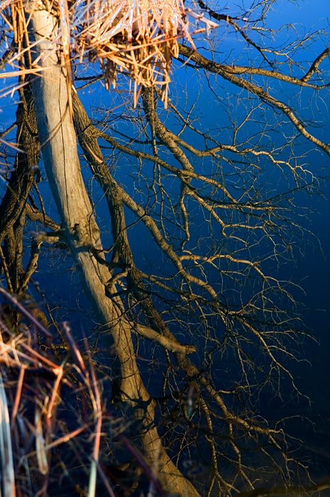 Reflected Tree || Canon350d/EF17-55/F2.8EFS@49 | 1/40s | f4.5 |  IS200 | handheld