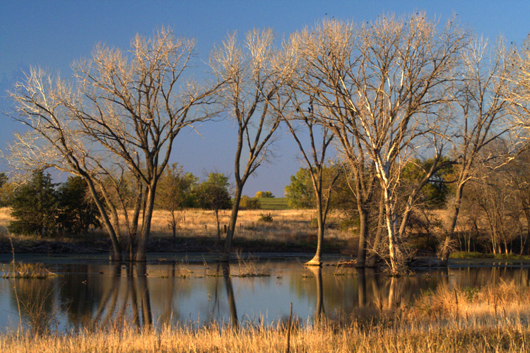 A Prairie Rookery  || Canon350d/EF70-200/F4L@84-circpolarizer | 1/125s | f11 | ISO800 |handheld