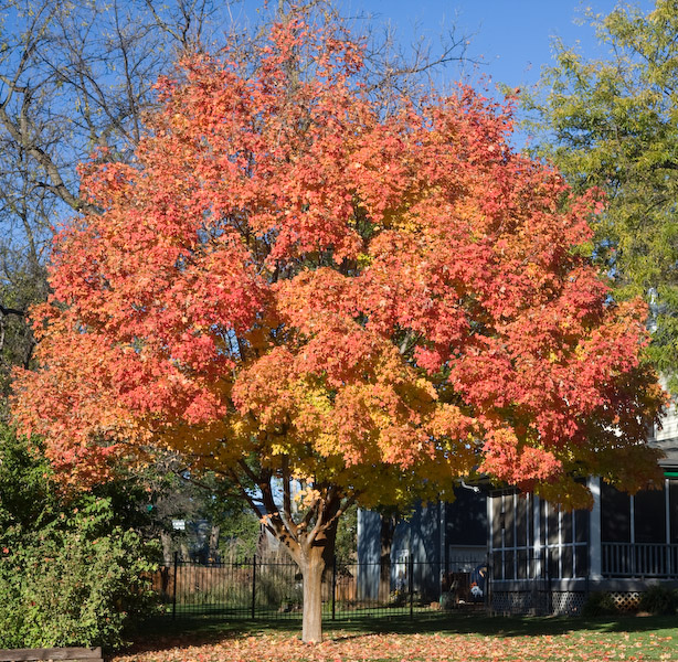 Warm Fall Colors || Canon40d/EF17-55/F2.8EFS@35 | 1/60s | f7.1 |  ISO100 | handheld