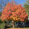 warm_fall_colors.html