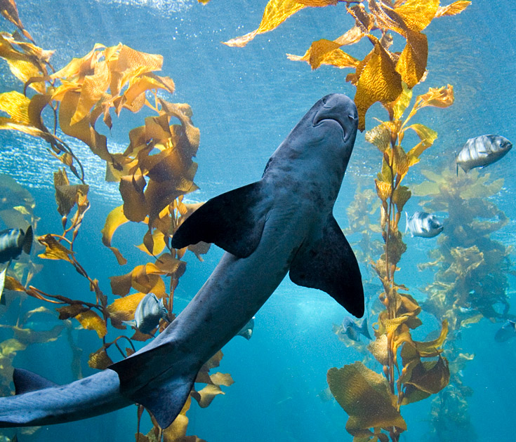 Shark and Kelp || Canon350d/EF17-40/F4L@17 | 1/250s | f7.1 | ISO800 | handheld