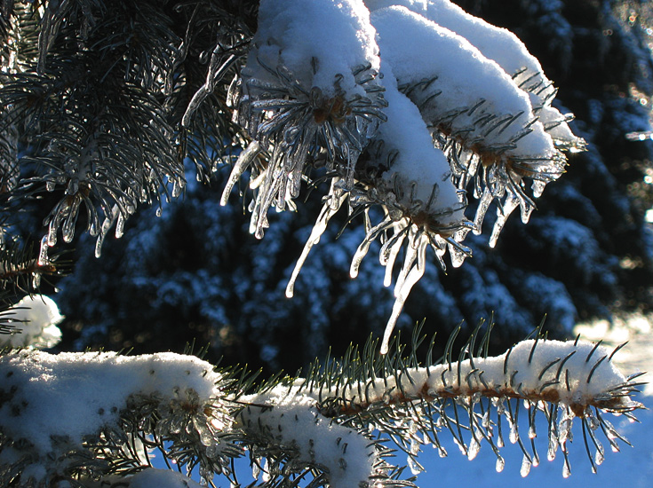 Snow on Branches | Canon Powershot S45/21.3mm (~106mm 35mm equiv) | 1/200s | f4.9 | ISO100? | handheld