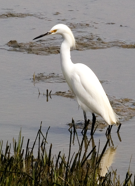 Snowy Egret|| Canon350d/EF70-200/F4L@184 | 1/250s | f10 | ISO400 | handheld