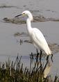 snowy_egret.html