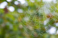 morning_spiderweb.html