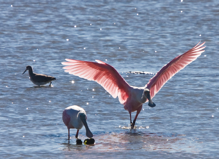 Splashdown || Canon40d/EF 100-400F4-5.6/1.4x@365 | 1/1250s | f9.0 |  ISO400 | tripod