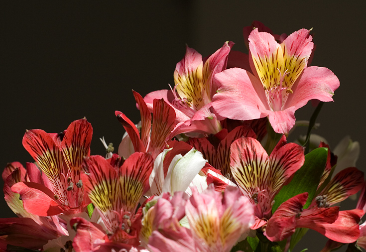 Spring Flowers || Canon350d/EF70-200/F4L@87| 1/500s | f5.6 | ISO200 | tripod