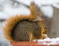 squirrel_in_winter.html