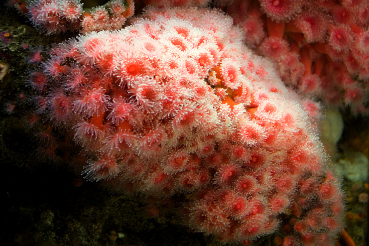 Strawberry Anemone  || Canon350d/EF17-40/F4L@40 | 1/13s | f4 | ISO400 | handheld