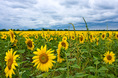 sunflowers_and_clouds.html