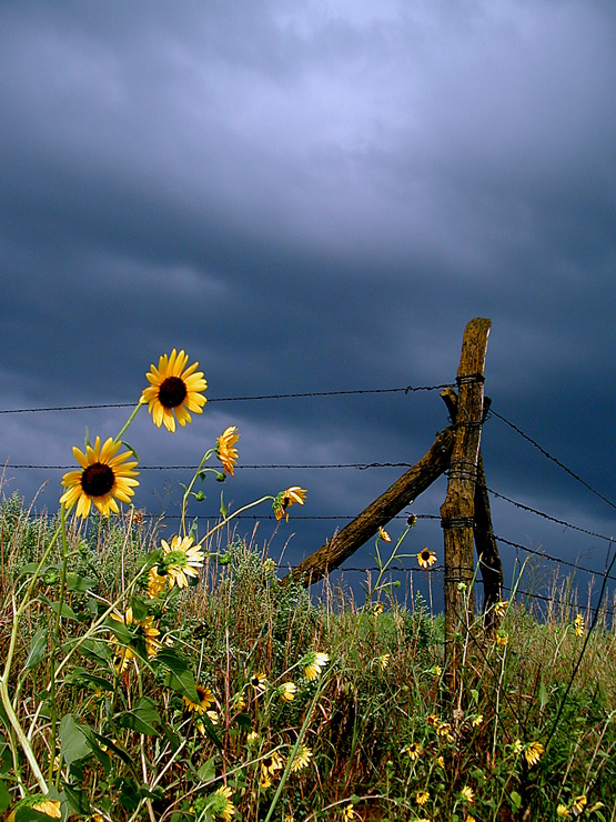 Sunflowers after Storm || Olympus D490Z/7.5mm (~52mm 35mm equiv) | 1/500s | f3.3 | ISO100 |handheld