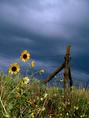 sunflowers_after_storm.html