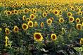 speaking_of_sunflowers.html