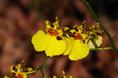 sunny_yellow_orchids.html