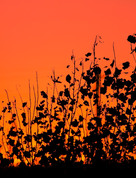 Orange and Black || Canon40d/EF100-400F4-5.6L@400 | 1/2500s   | f5.6 |  ISO800 | handheld