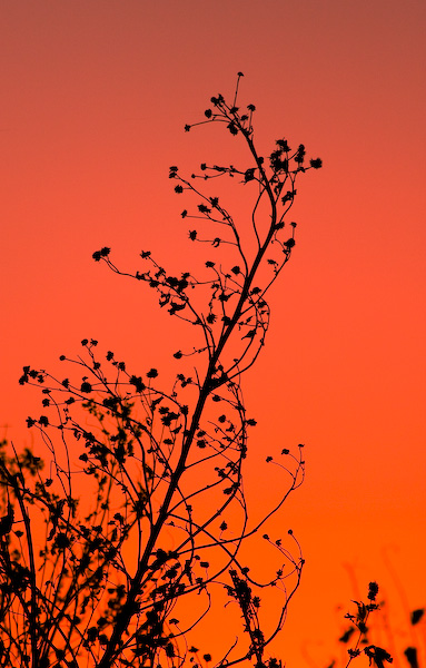 Orange and Black II || Canon40d/EF100-400F4-5.6L@400 | 1/4000s   | f5.6 |  ISO800 | handheld