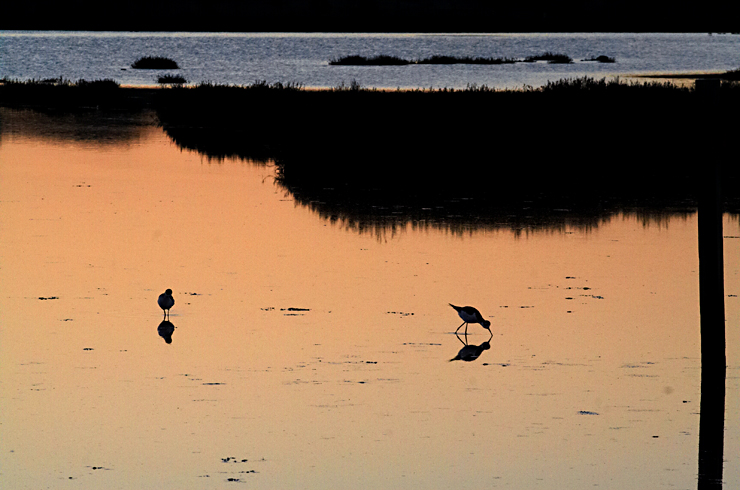 Shorebirds at Sunset|| Canon350d/EF70-200/F4L@168 | 1/125s | f18 | ISO800 |tripod