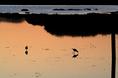 shorebirds_at_sunset.html