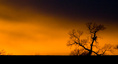 tree_at_sunset.html