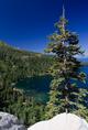 tahoe_tree.html