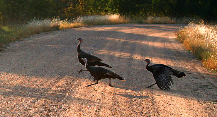 The Getaway|| Canon350d/EF70-200/F4L@70 | 1/640s | 5.6 | ISO400 |handheld