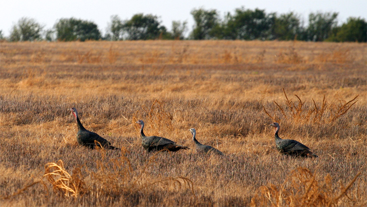 Turkeys on the Run || Canon350d/EF70-200/F4L@200 | 1/640s | f5.6 | ISO400 |handheld