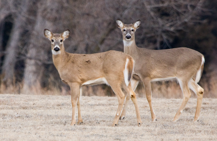 Two Deer at Kanopolis || Canon40d/EF100-400F4-5.6L@400 | 1/1000s   | f5.6 |  ISO800 | handheld