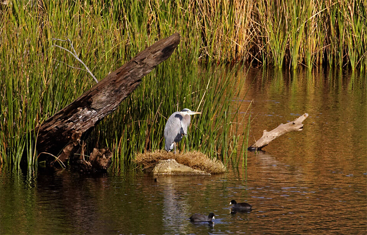 Waddell Creek Heron|| Canon350d/EF70-200/F4L@200 | 1/500s | f11 | ISO400 |handheld