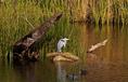 waddell_creek_heron.html