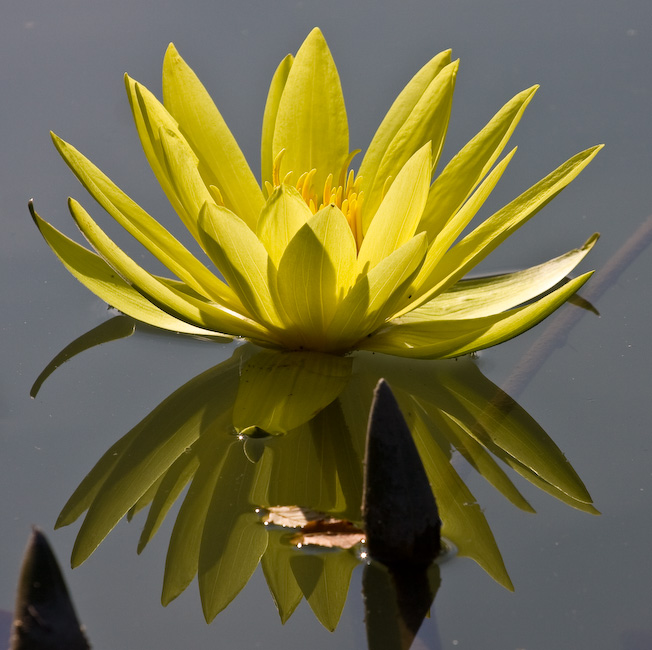 Water Lily Mirror || Canon40d/EF70-200/F4L@200 | 1/640s | f8 | ISO100 | tripod