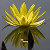 water_lily_mirror.html