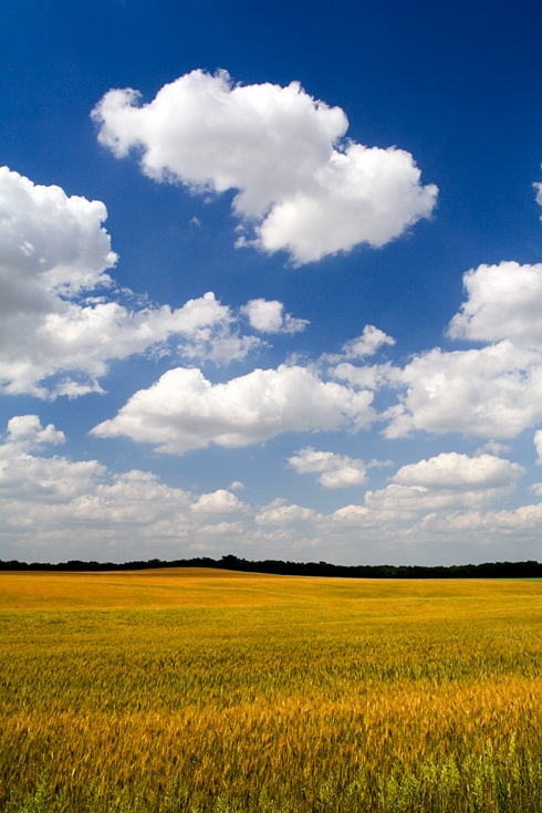 Wheat and Clouds || Canon350d/EF17-40/F4L@17 | 1/250s | f11 | ISO200 | handheld