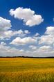 wheat_and_clouds.html