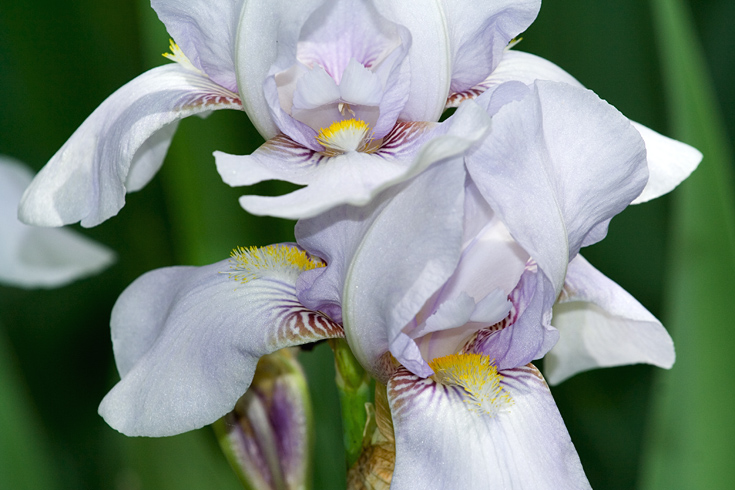 White Iris || Canon350d/EF70-200/F4L@200 | 1/200s | f11 | ISO200 | tripod