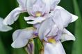 white_iris.html