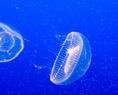 white_jellyfish.html