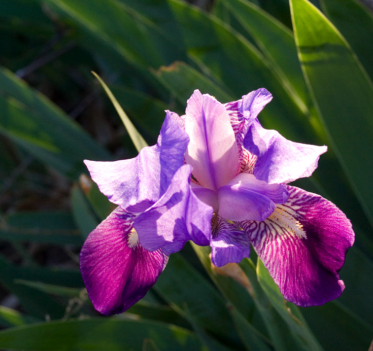 Wild Country Iris || Canon350d/EF17-40/F4L@40 | 1/200s | f10 | ISO800 | handheld