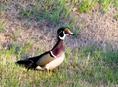 wood_duck_in_salina.html