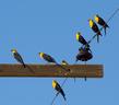 yellow_headed_blackbirds.html