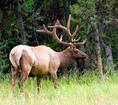 yellowstone_elk.html