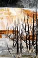 hot_springs_dead_trees.html