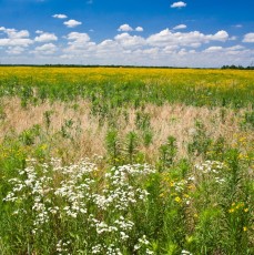 Prairie Wild Flowers in Spring