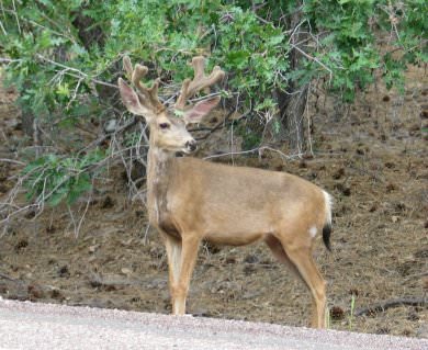 buck, July 2003