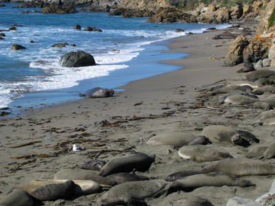 Elephant Seals