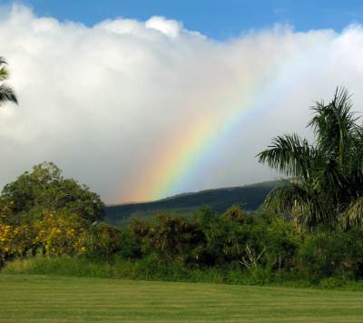 Maui rainbow